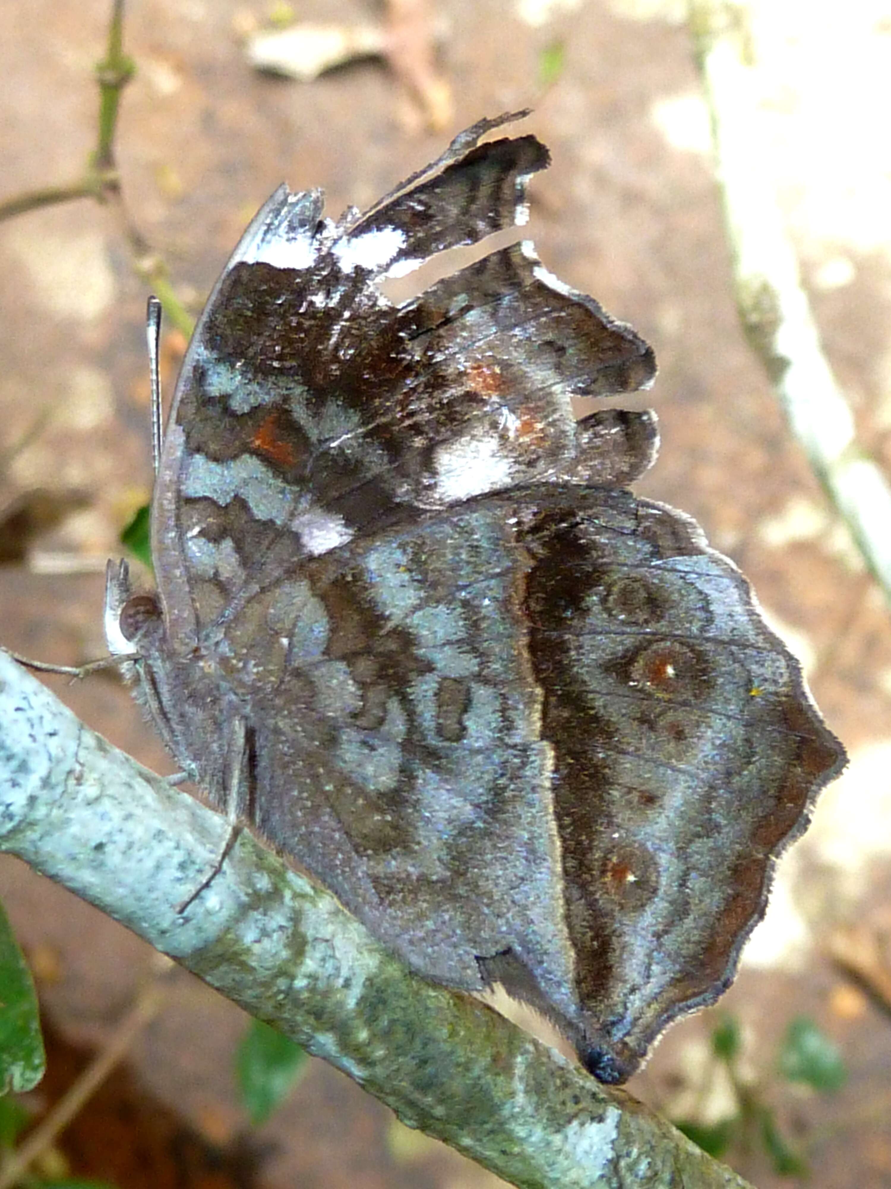 Imagem de Junonia natalica Felder 1860