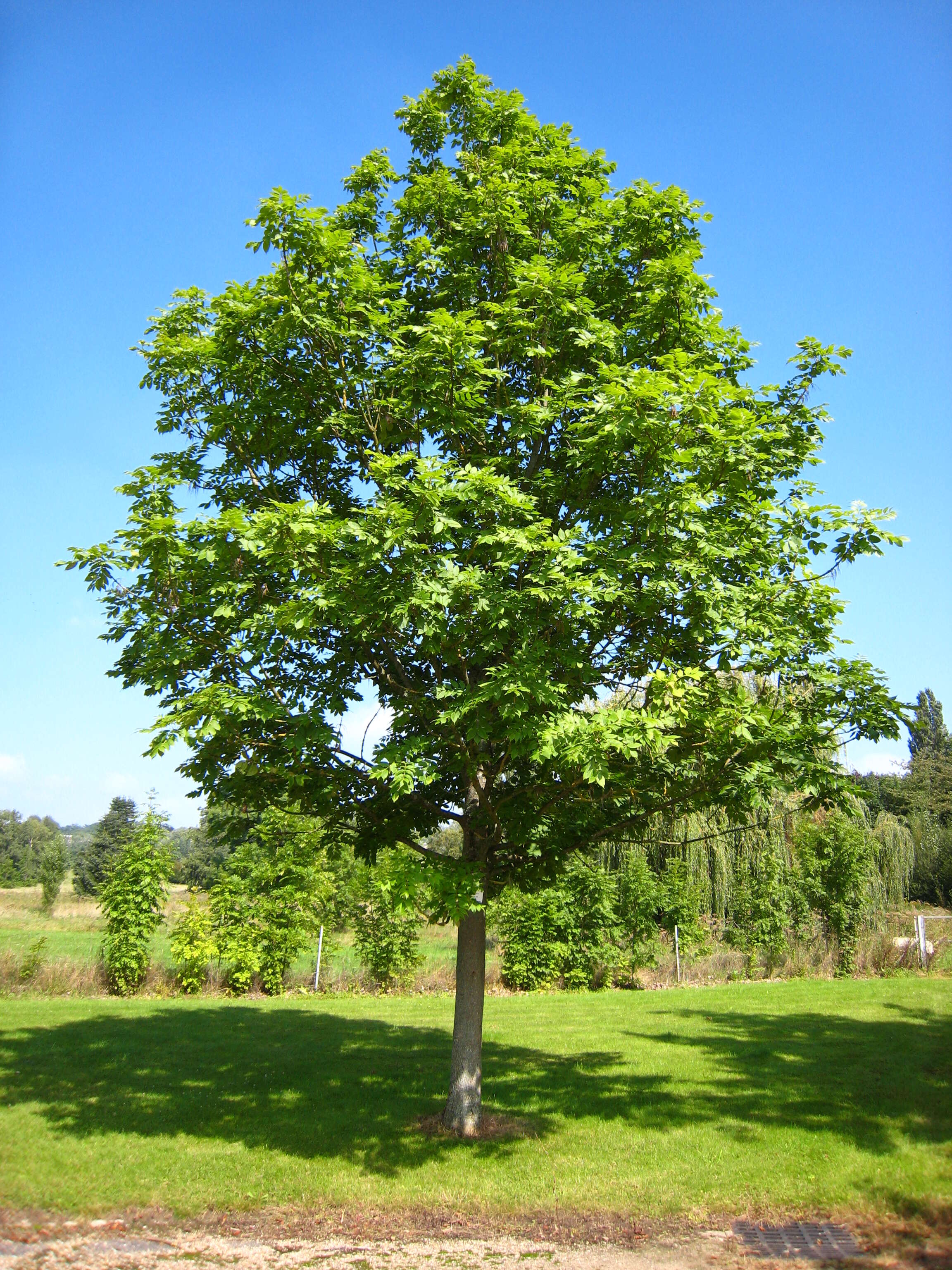 Image of European ash