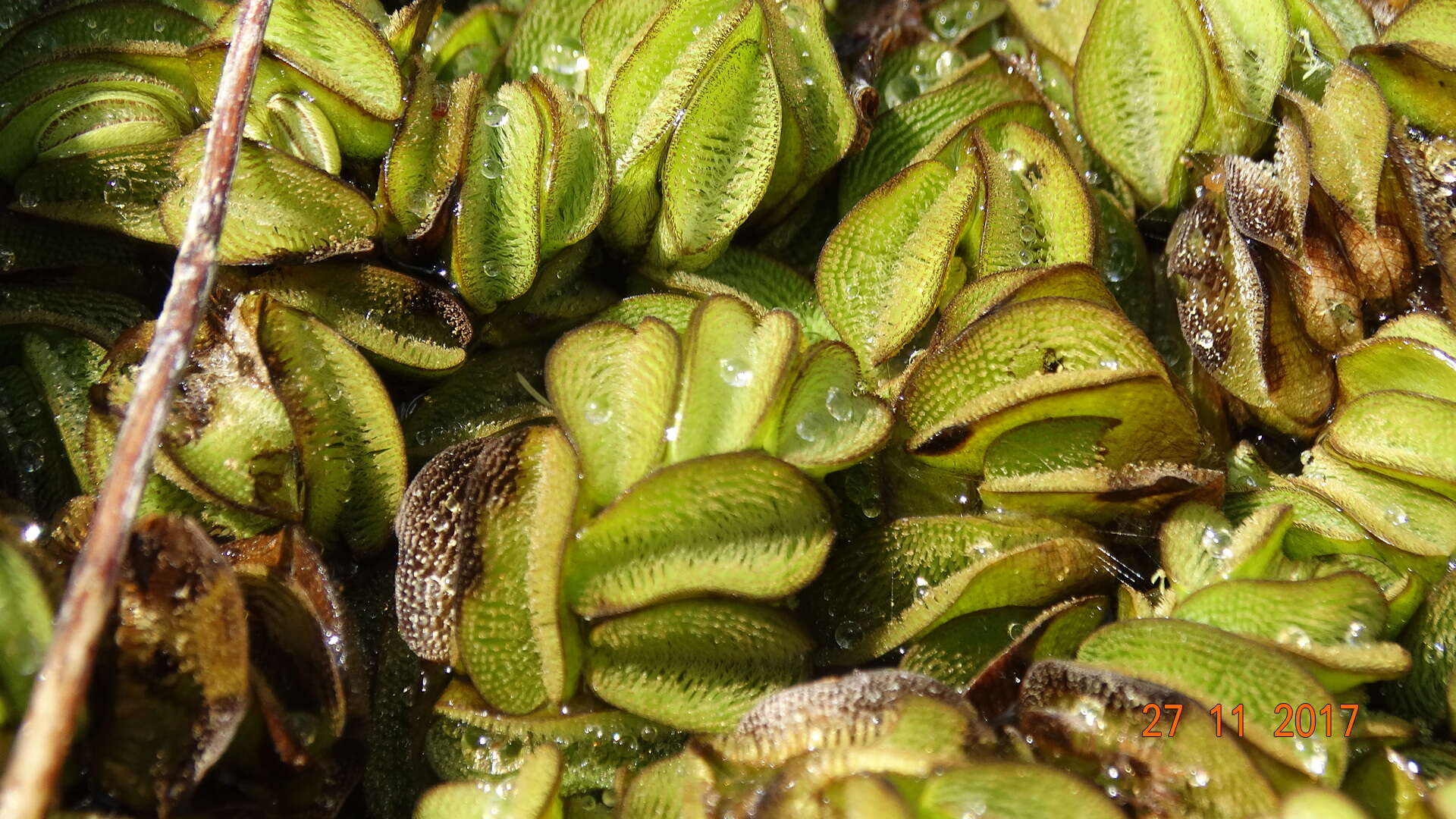 Image of eared watermoss