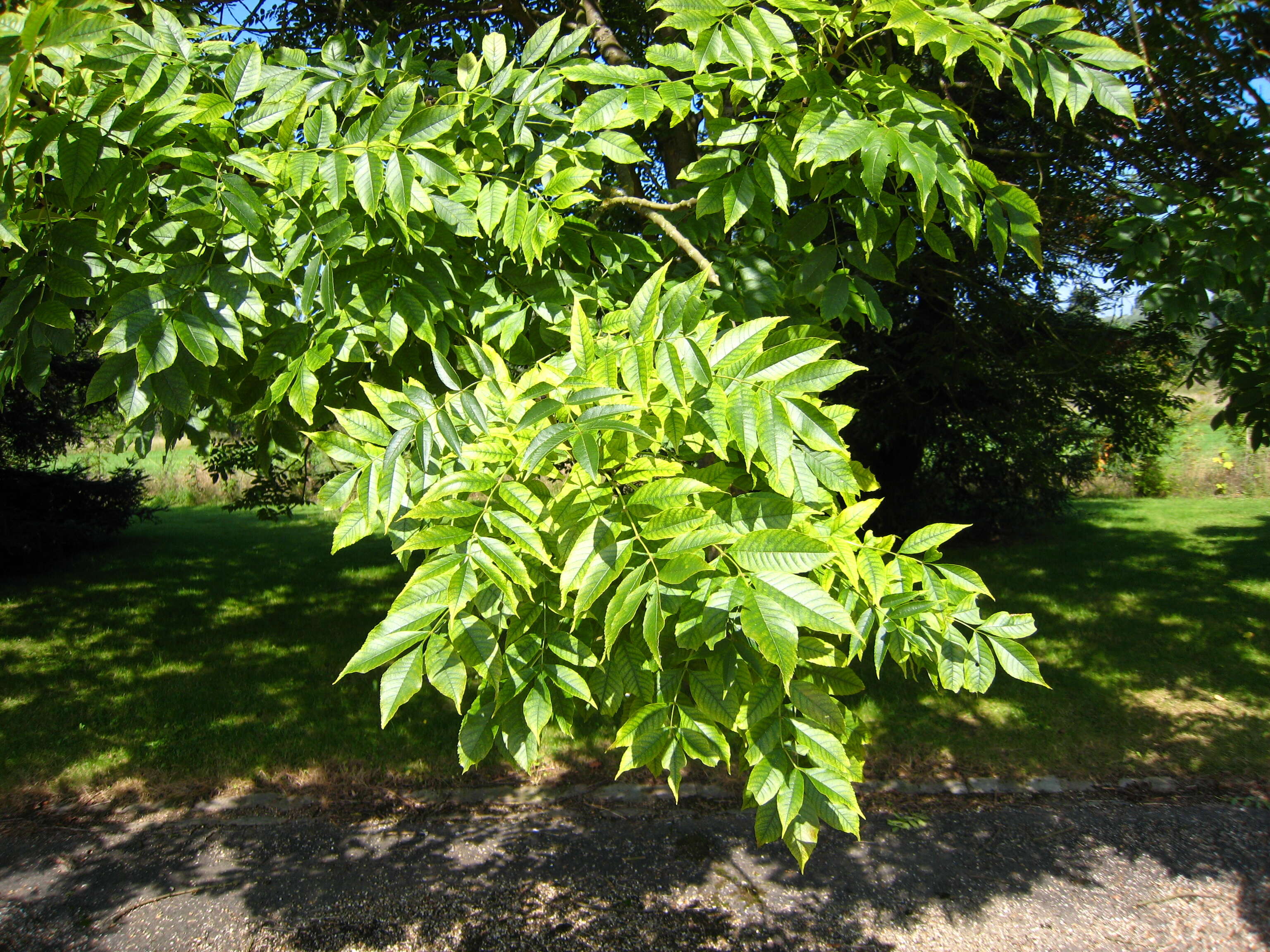 Imagem de Fraxinus excelsior L.