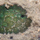 Image of False Pillow Coral