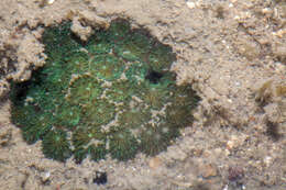 Image of False Pillow Coral