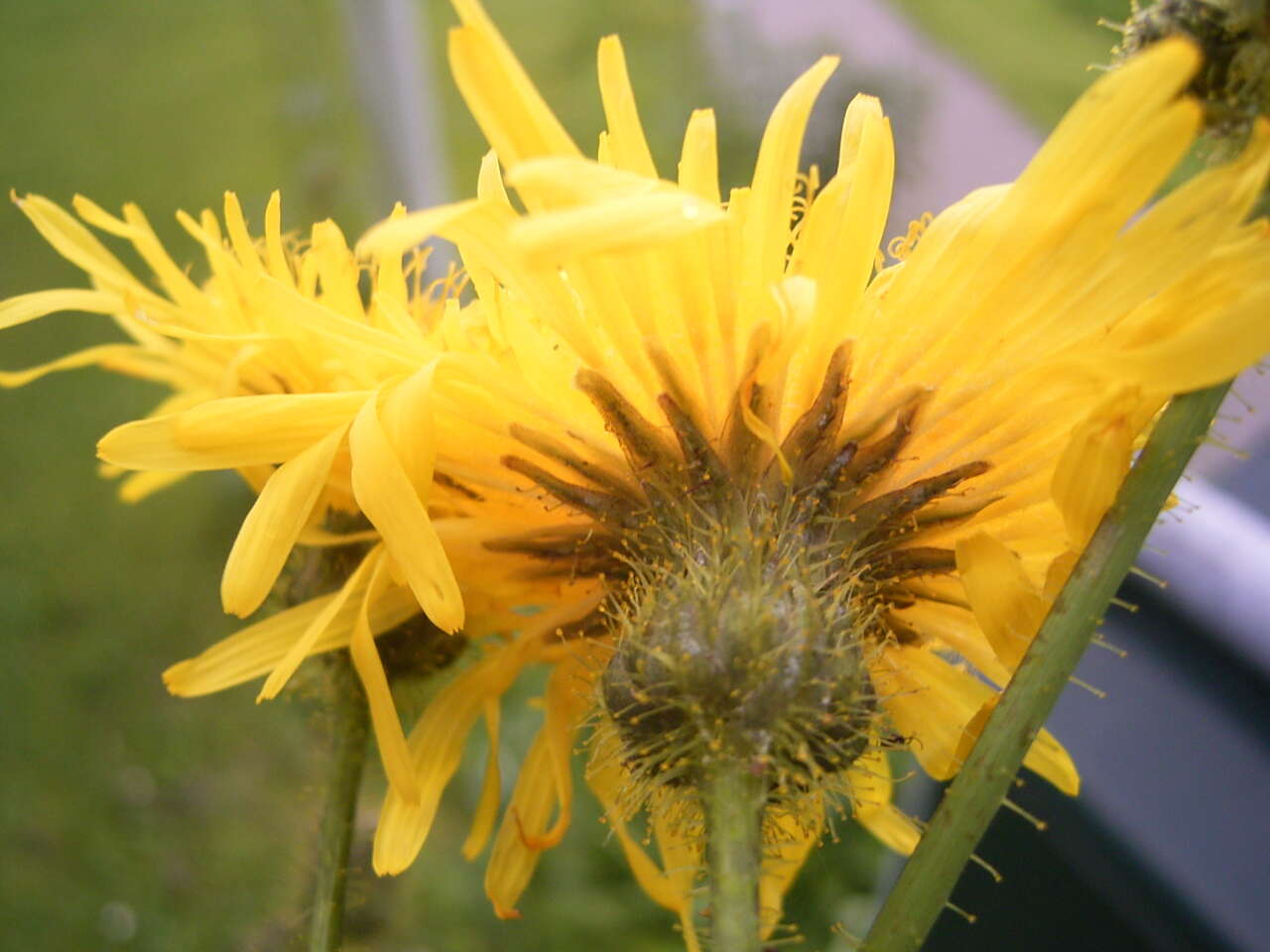 Plancia ëd Sonchus arvensis L.