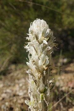 Image of Asphodeline taurica (Pall. ex M. Bieb.) Endl.