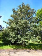 Imagem de Acer pseudoplatanus L.