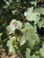 Imagem de Acer pseudoplatanus L.