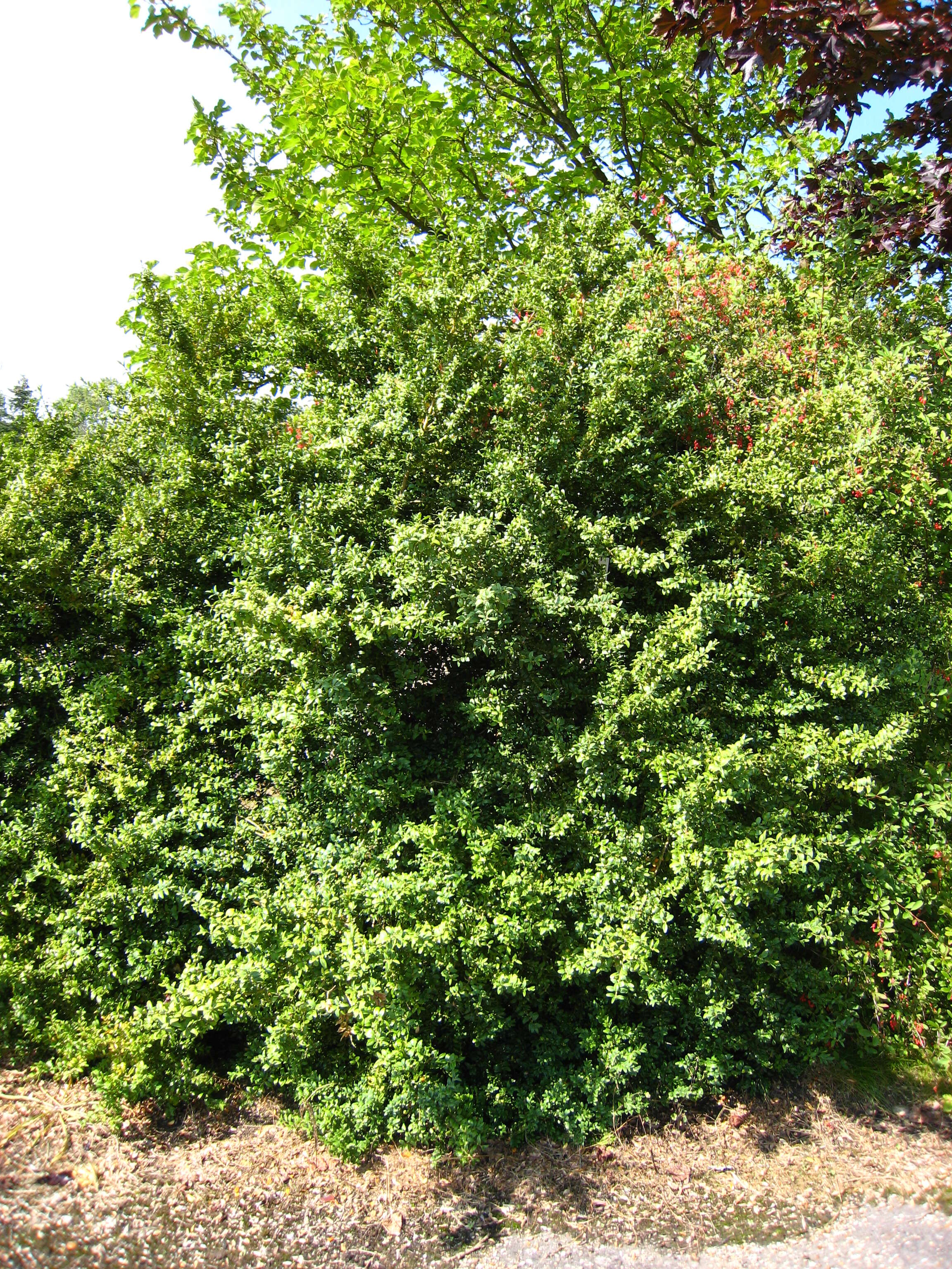 Image of Boxwoods