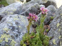 Image of Sempervivum montanum subsp. montanum