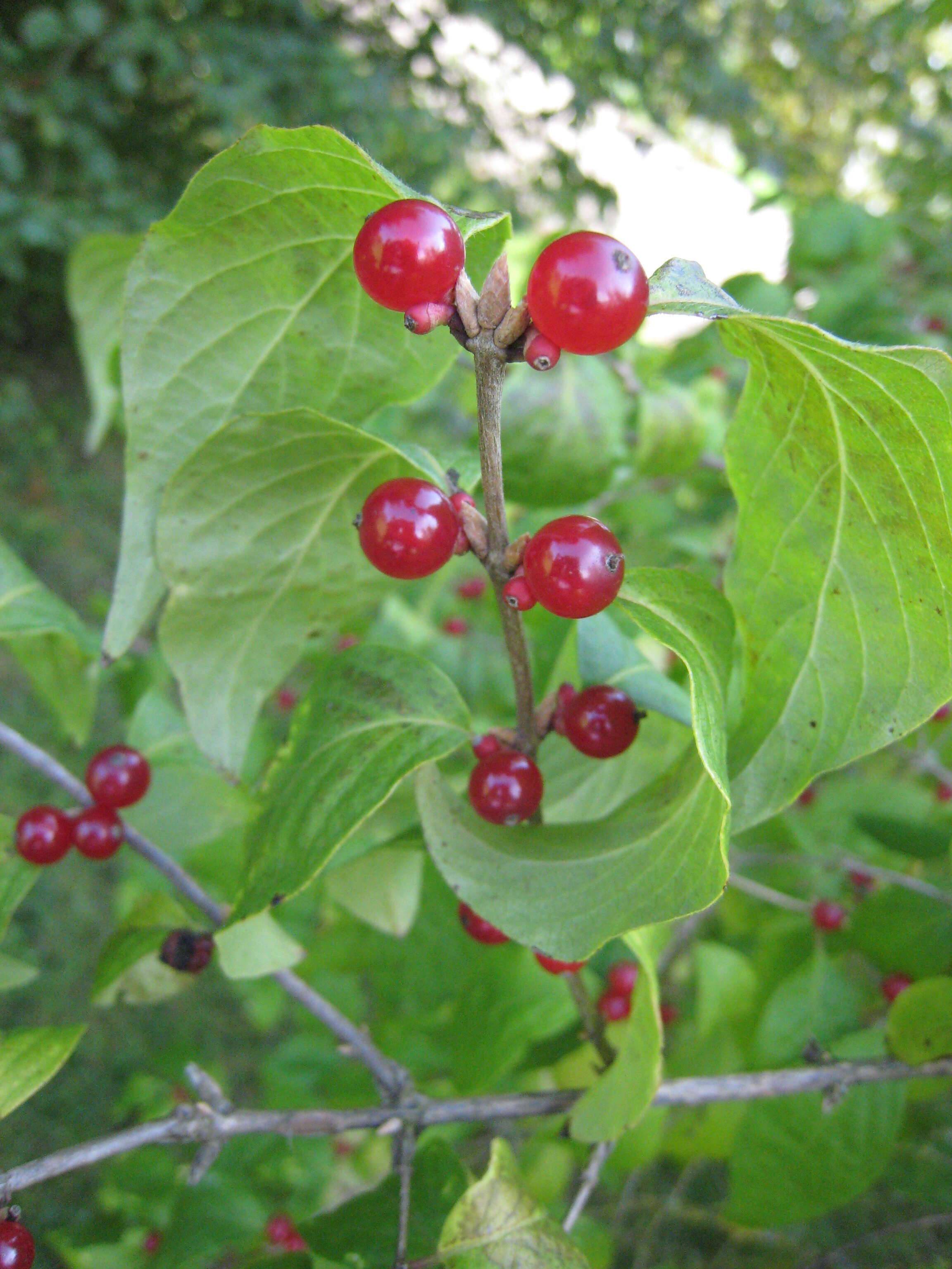 Image of Amur honeysuckle