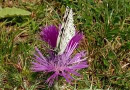 Image of Melanargia lucasi Rambur 1858