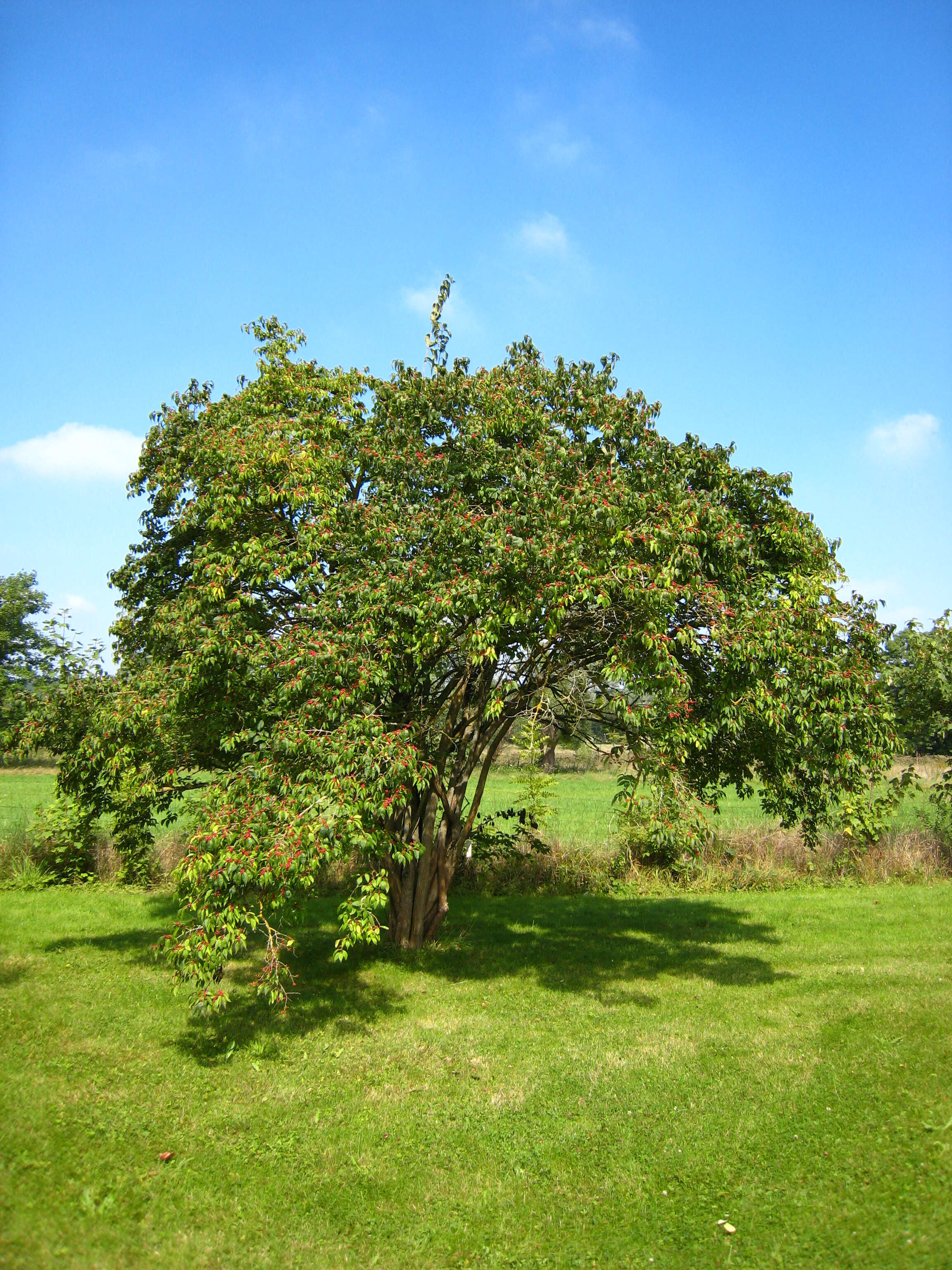 Image of Amur honeysuckle