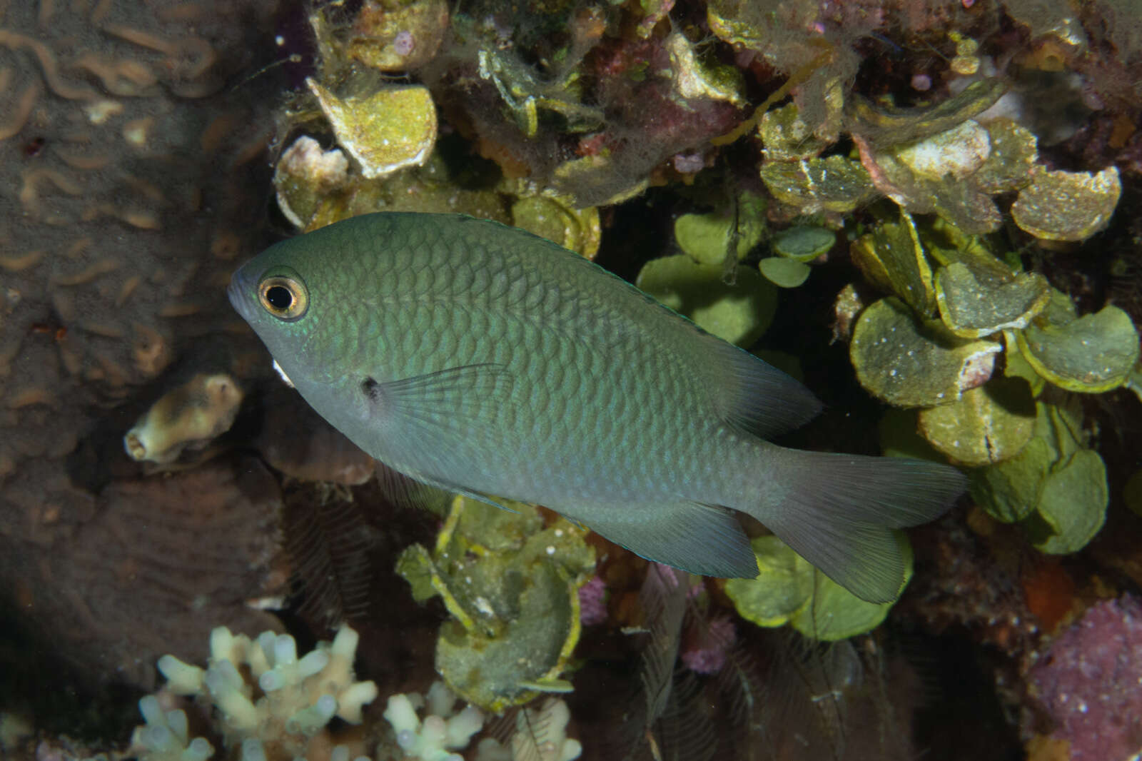 Image of Blue-green damselfish