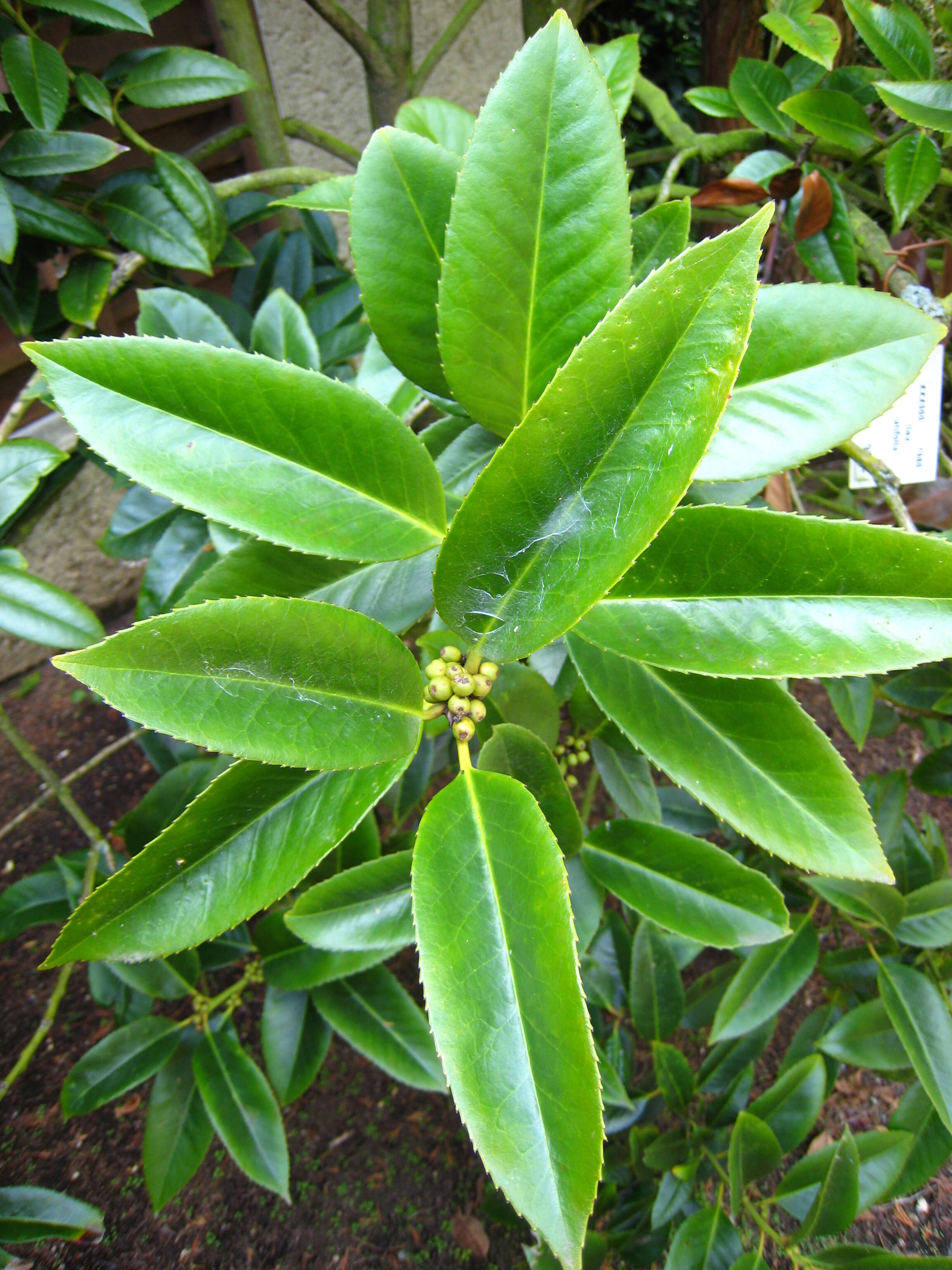 Image de Ilex latifolia C. P. Thunb. ex A. Murray