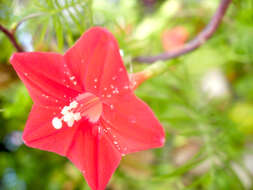 Image of Cypress Vine