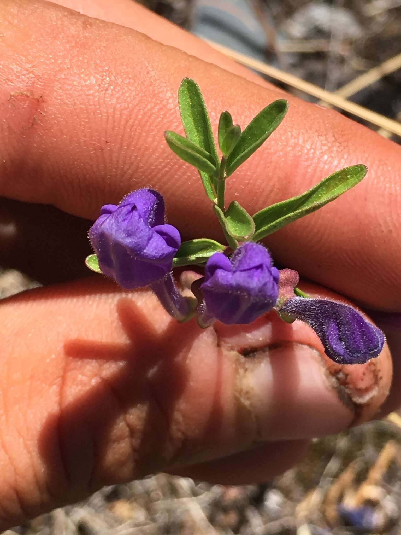 Image of narrowleaf skullcap