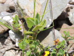 Image of Salvia aspera M. Martens & Galeotti