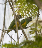 Image of Senegal Parrot