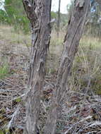 Image de Melaleuca armillaris (Gaertner) Smith