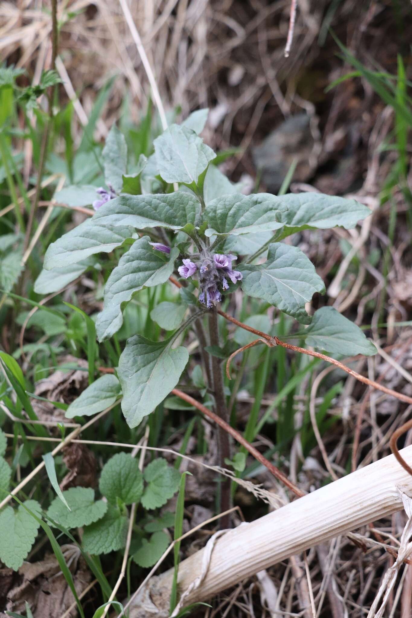 Image of Physochlaina physaloides (L.) G. Don