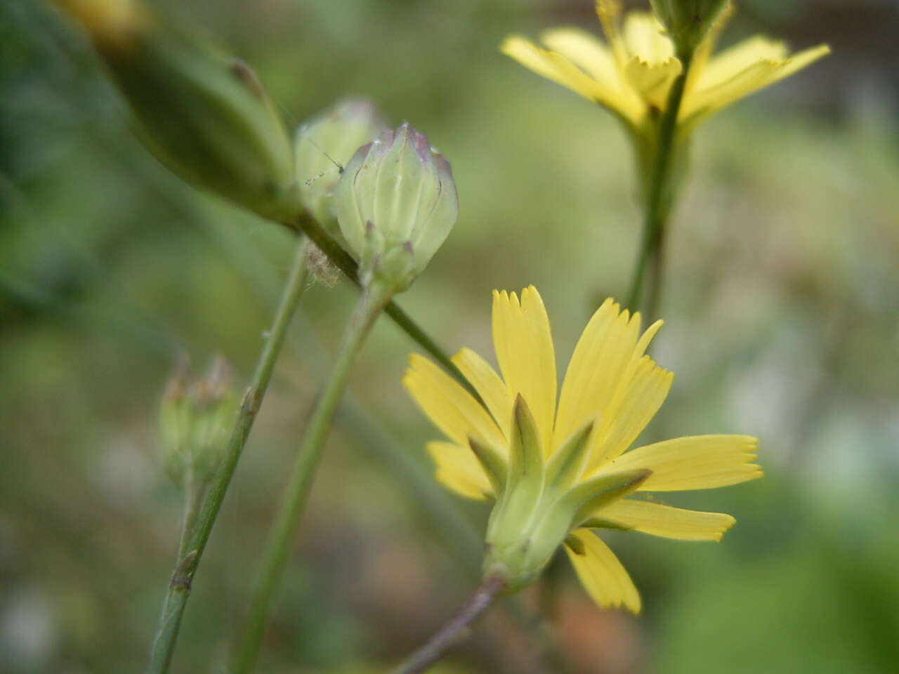 Image of nipplewort