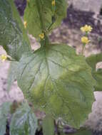 Image of nipplewort