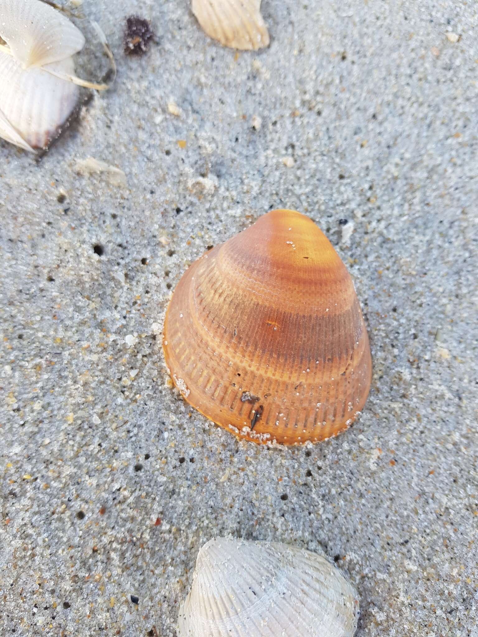 Image of Norway cockle