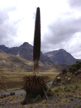 Image de Puya raimondii Harms