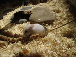 Image of Dzhungarian Hamster