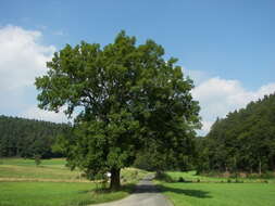 Image of European ash