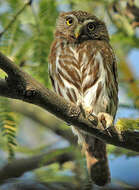 Image of Ferruginous Pygmy Owl