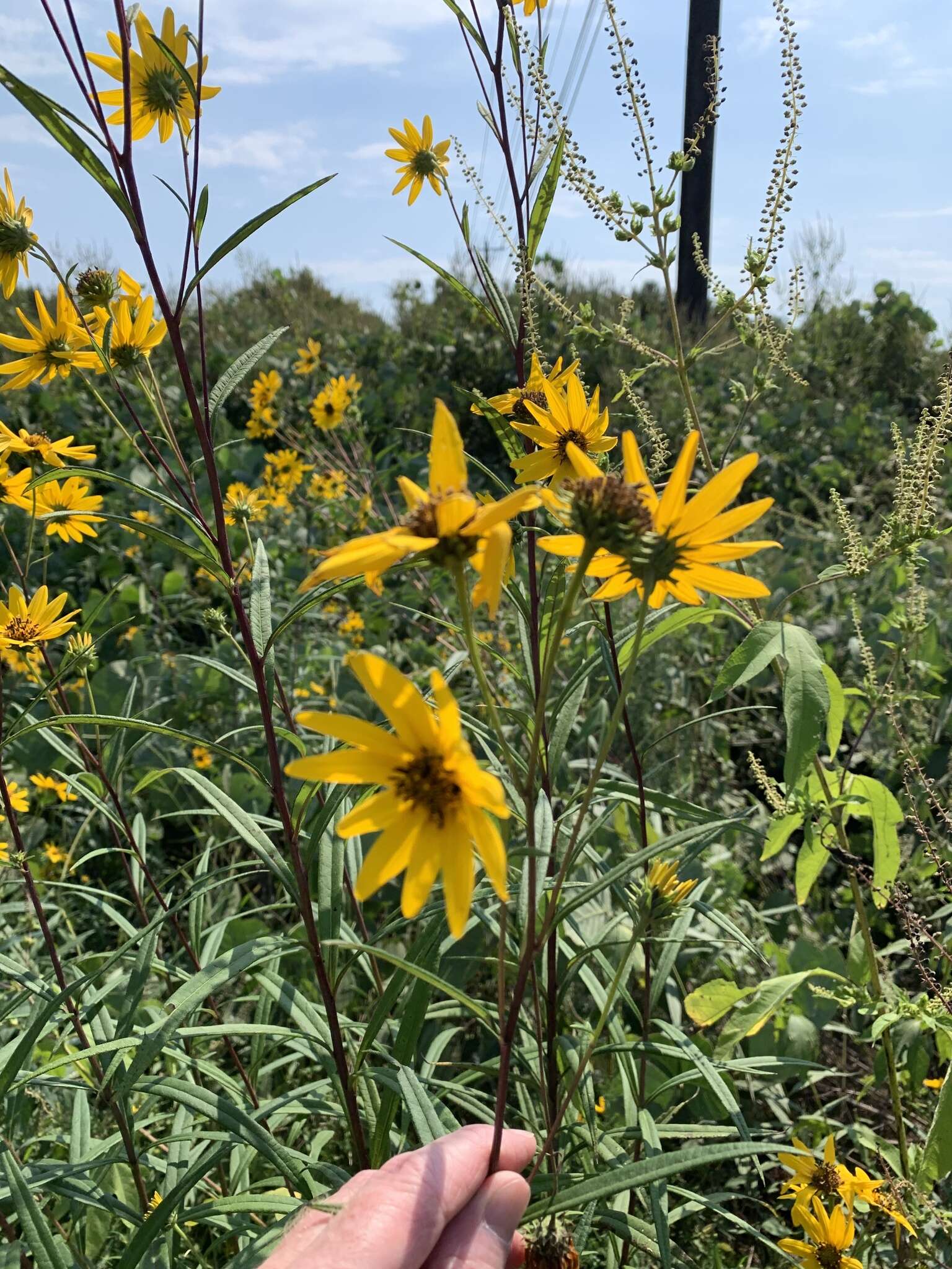 Image of Whorled Sunflower