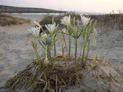 Imagem de Pancratium maritimum L.