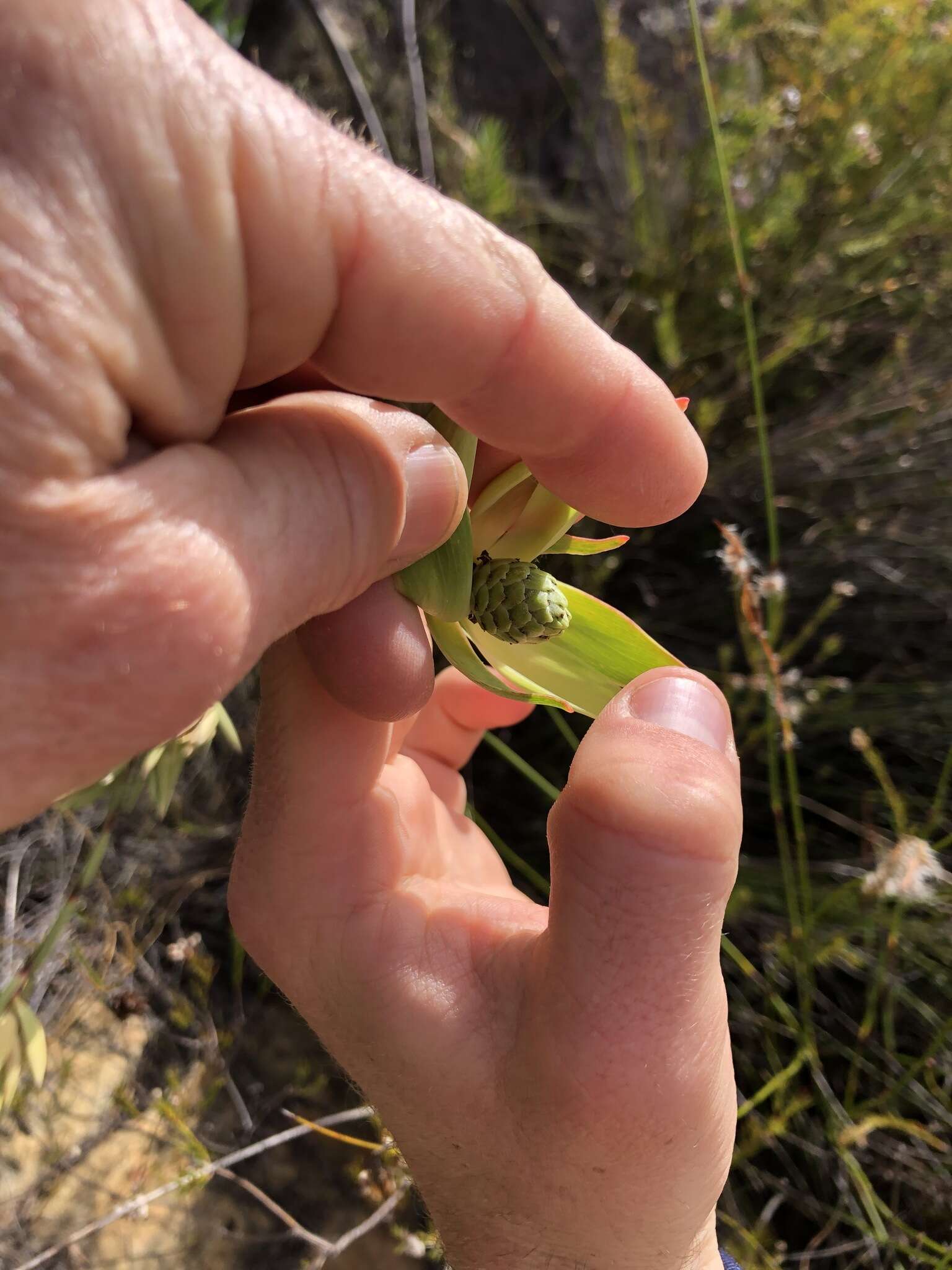 Image of Leucadendron diemontianum I. J. M. Williams