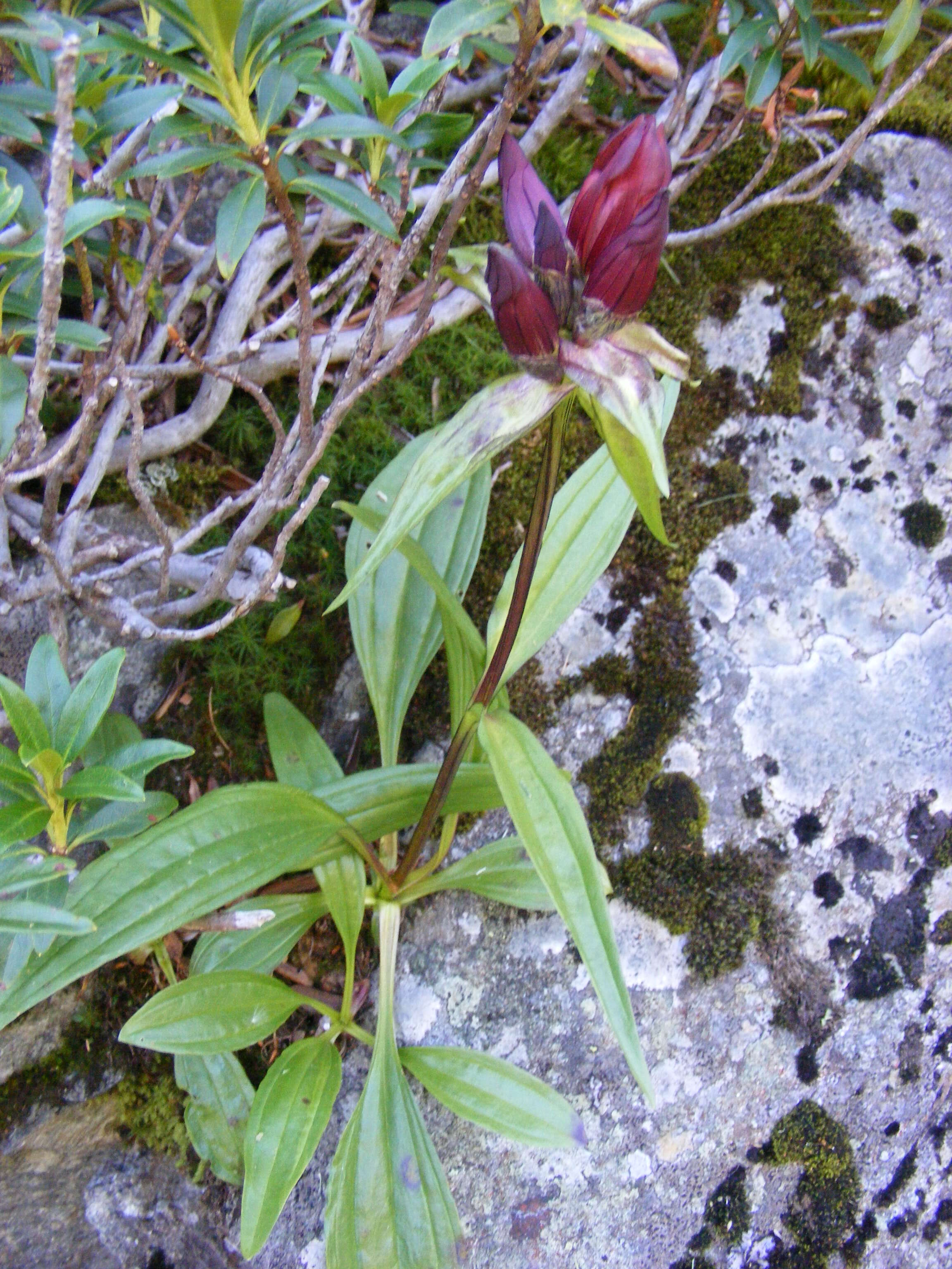 Image of Gentiana purpurea L.
