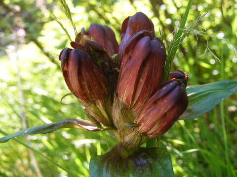 Image de Gentiane Pourpre