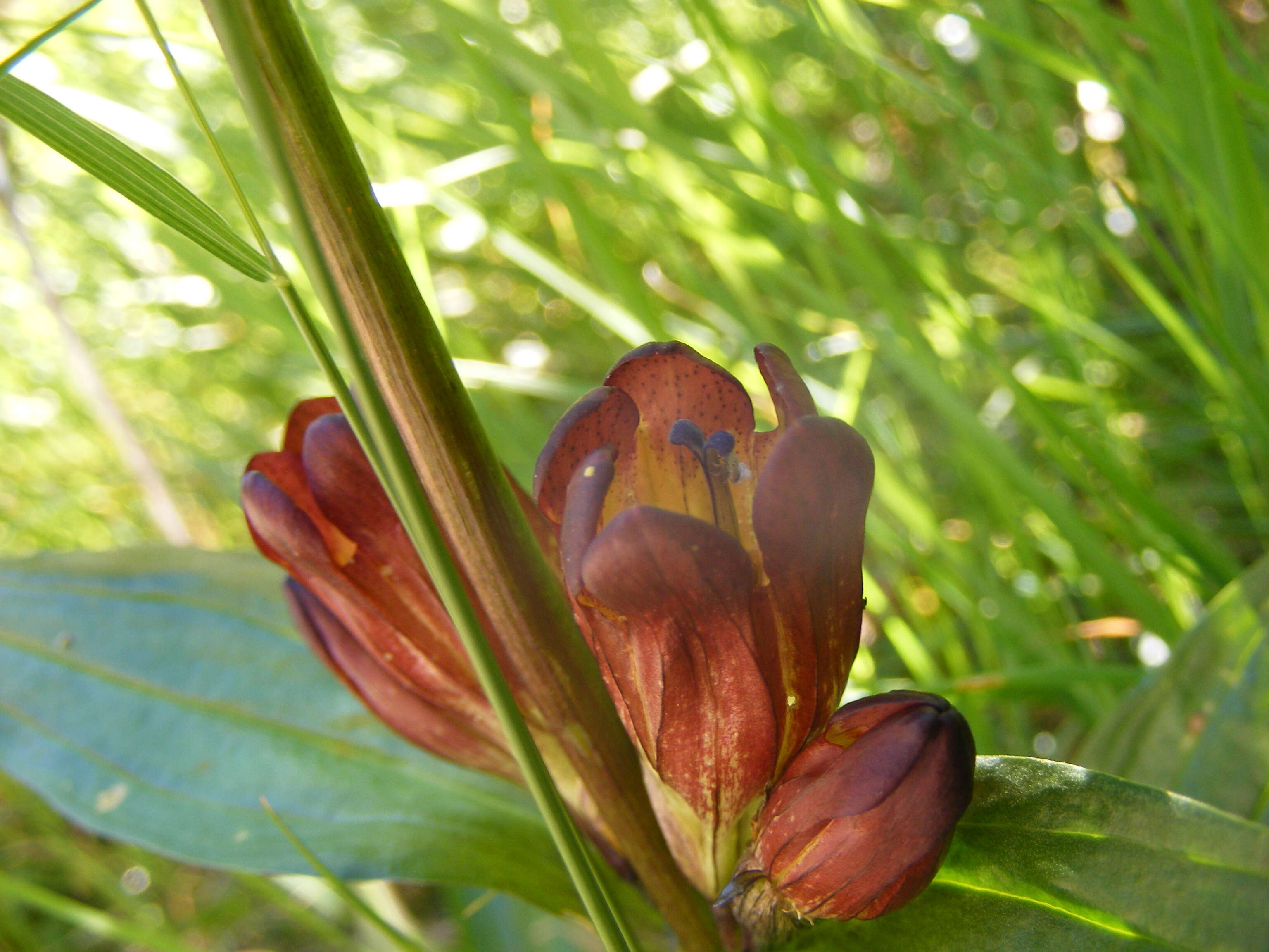 Image of Gentiana purpurea L.