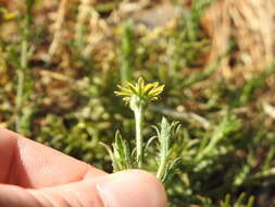 Plancia ëd Osteospermum muricatum E. Mey. ex DC.