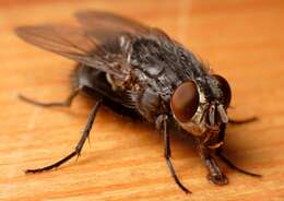 Image of Blue blowfly