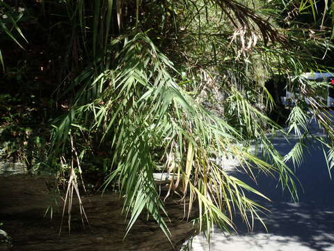 Image of Arundo formosana Hack.