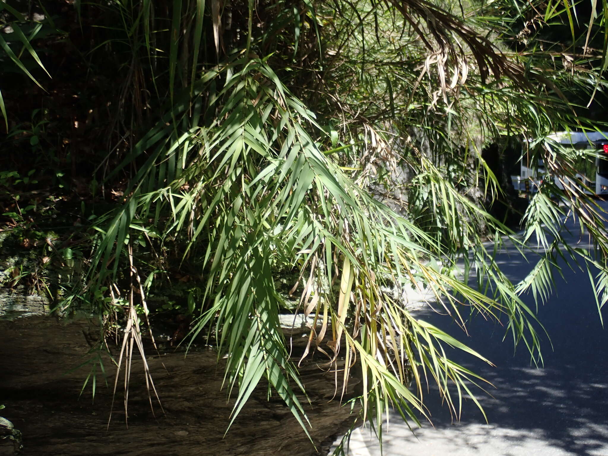 Image of Arundo formosana Hack.