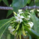 Imagem de Malouetia guatemalensis (Müll. Arg.) Standl.