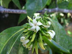 Imagem de Malouetia guatemalensis (Müll. Arg.) Standl.