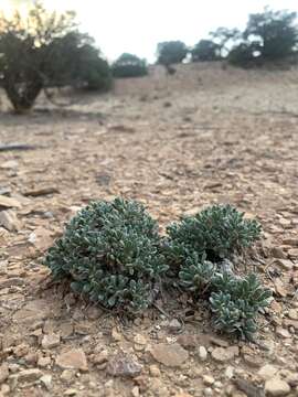 Image of Colorado feverfew