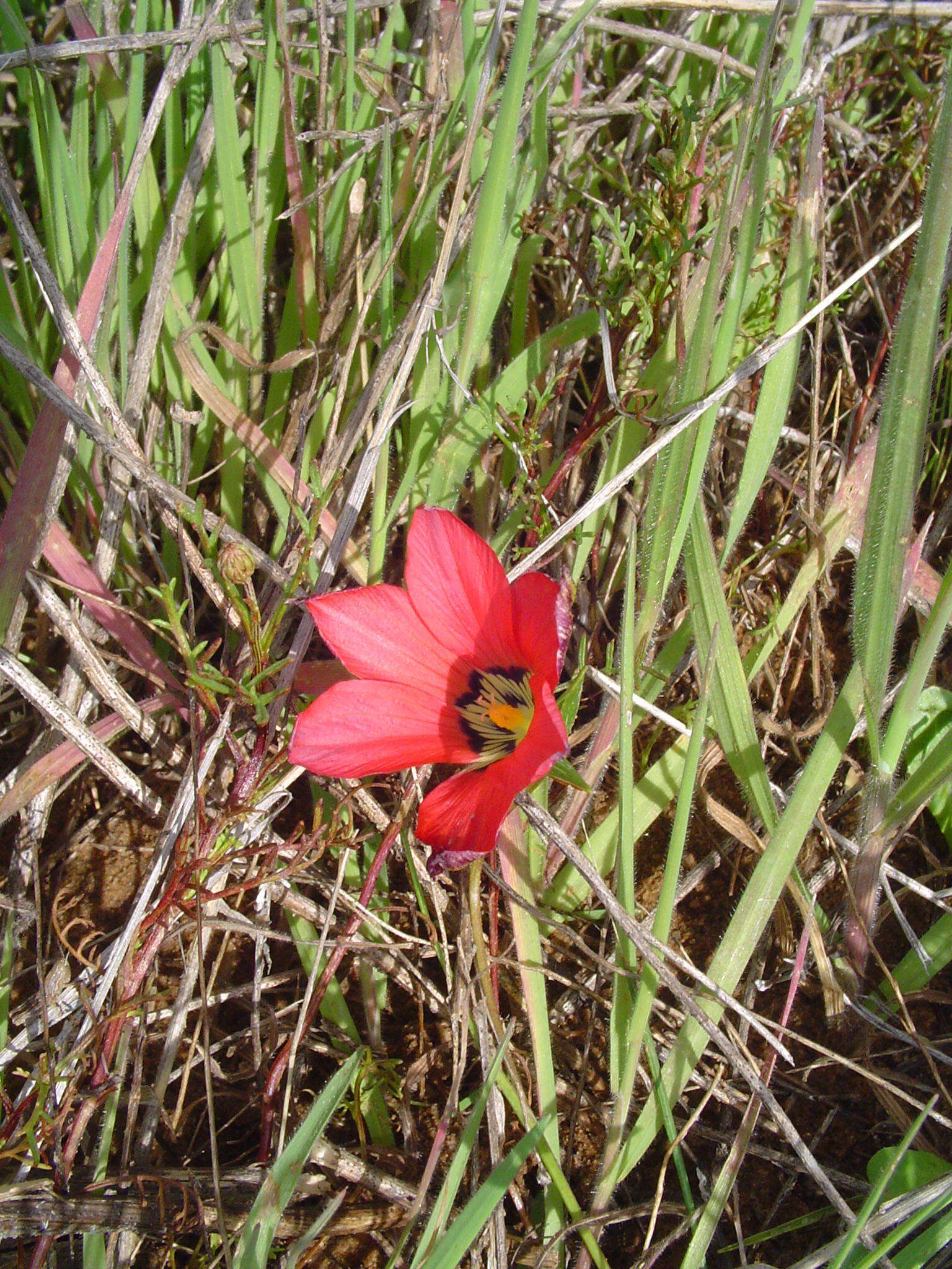 Romulea pudica (Sol. ex Ker Gawl.) Baker的圖片