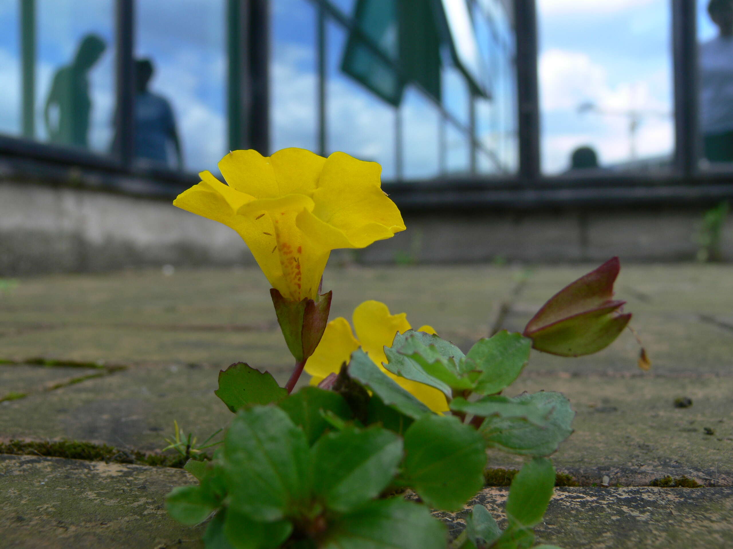 Image of Erythranthe guttata (DC.) G. L. Nesom