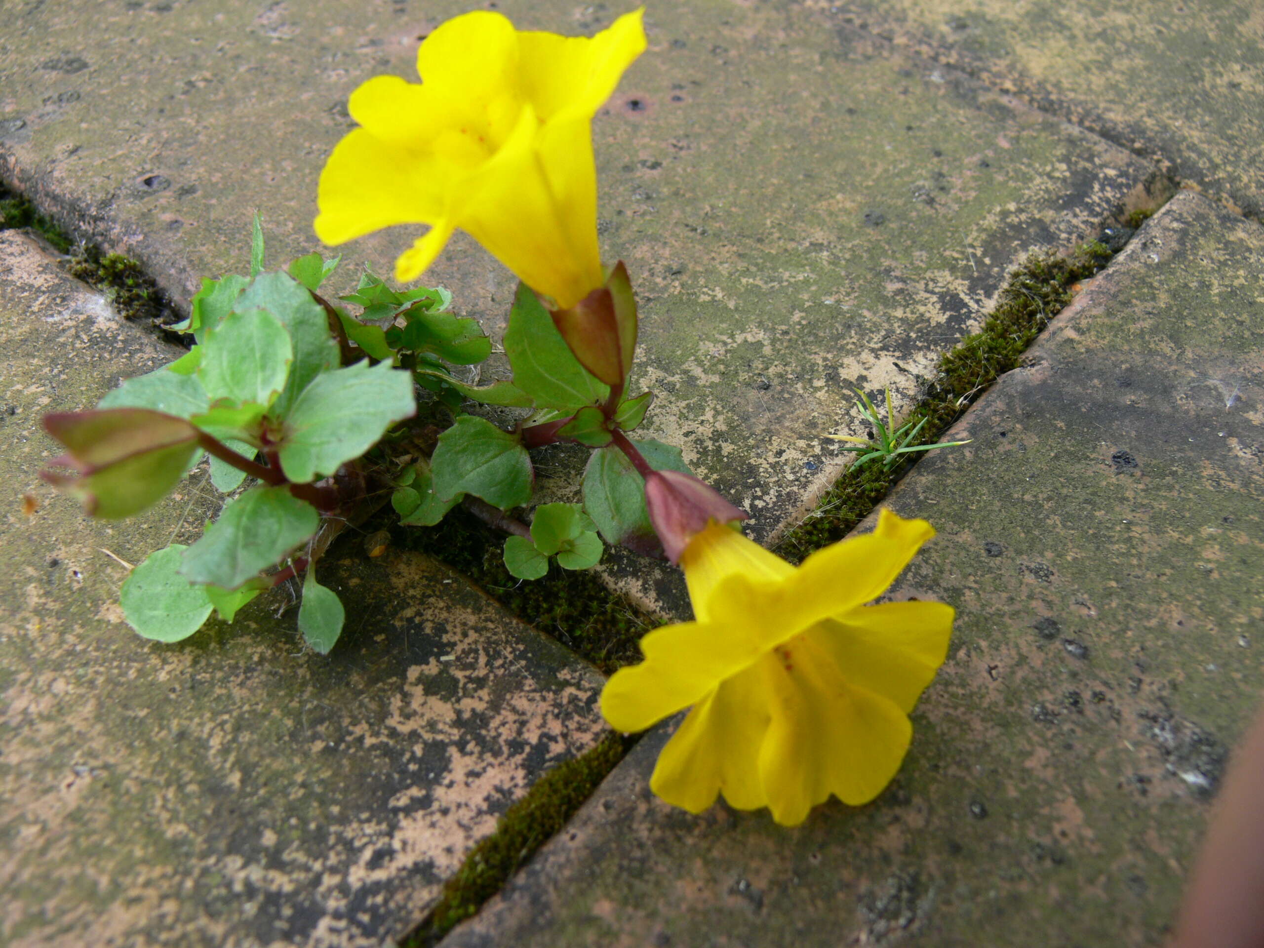 Image of Erythranthe guttata (DC.) G. L. Nesom