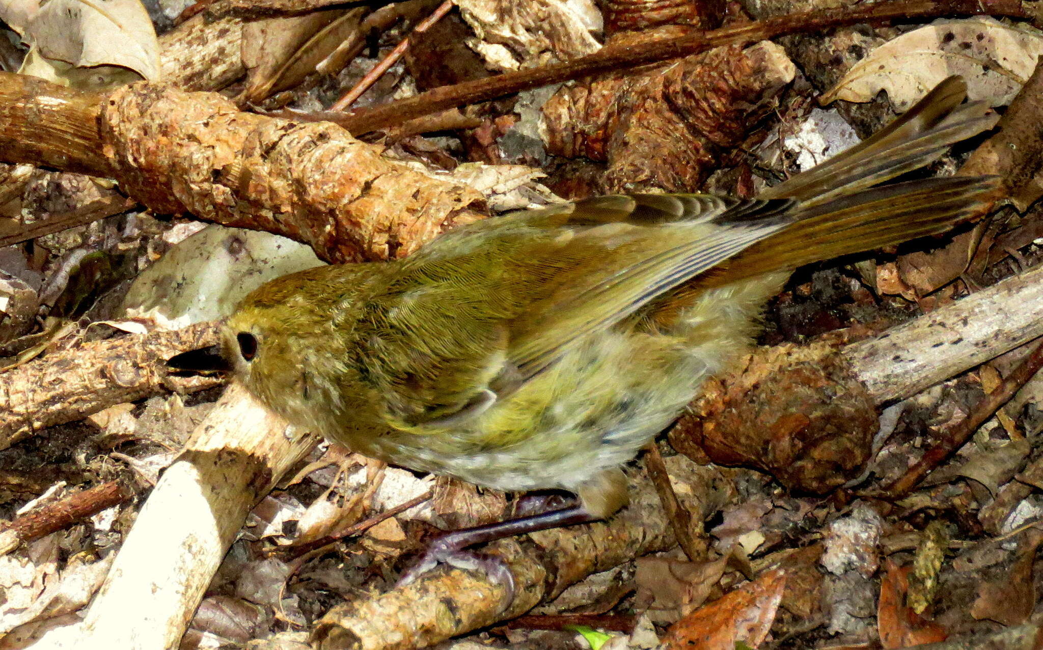 Image of Large-billed Scrubwren