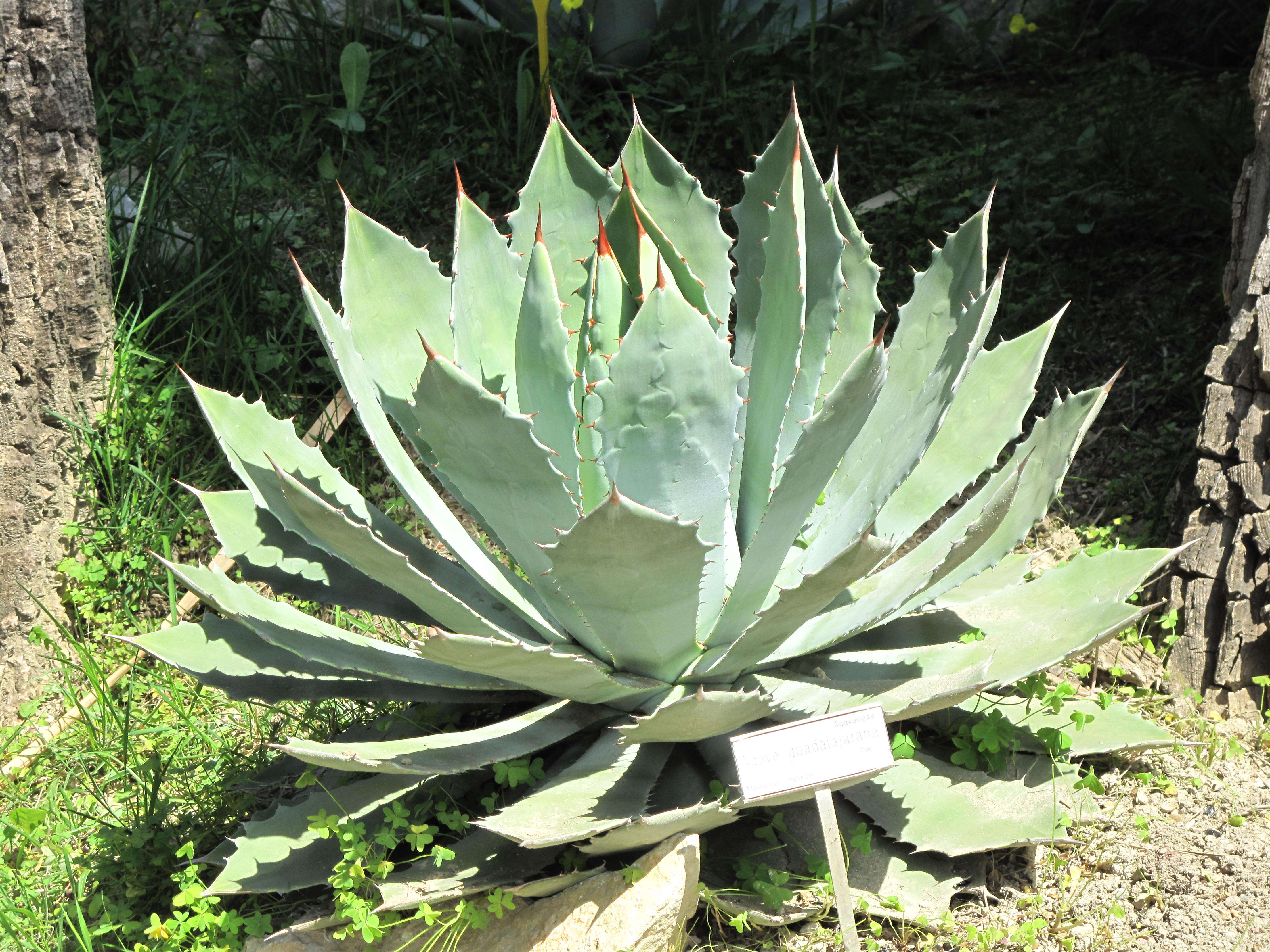 Plancia ëd Agave guadalajarana Trel.