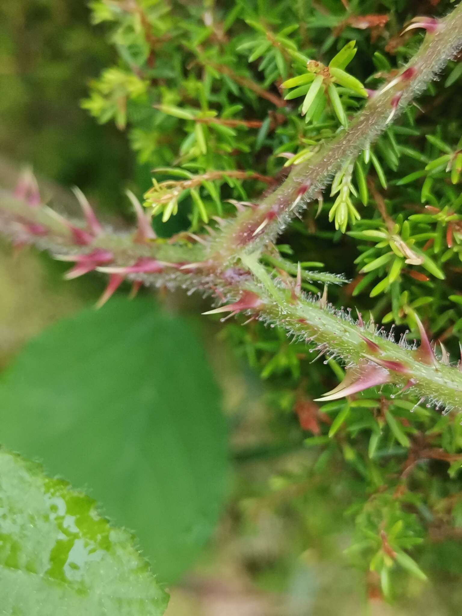 Image of Rubus hochstetterorum Seub.