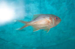 Image of Bight red fish